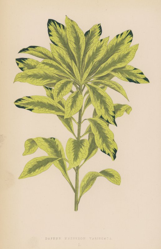 Daphne Mazereon Variegata 作者 英语学校