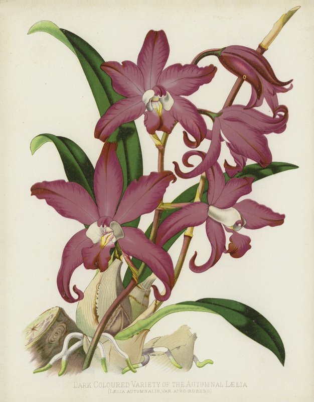 秋季Laelia，Laelia Autumnalis，var Atro-Rubens的深色品种 作者 英语学校