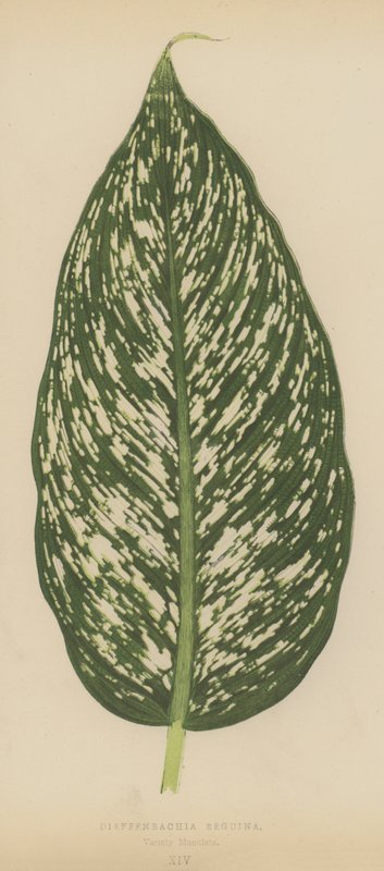 花叶万年青Seguina，品种Maculata 作者 英语学校