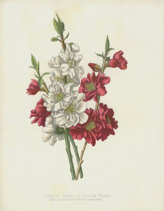 双层中国桃树，Amygdalus Persica; Flore Semipleno 作者 英语学校