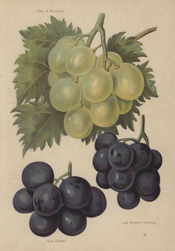 Buccleuch公爵，Gros Colman，Downes Seedling夫人 作者 英语学校