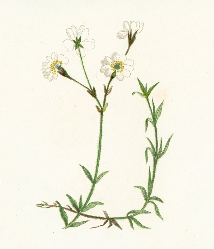 田间鹅肠菜，Cerastium Arvense 作者 英语学校