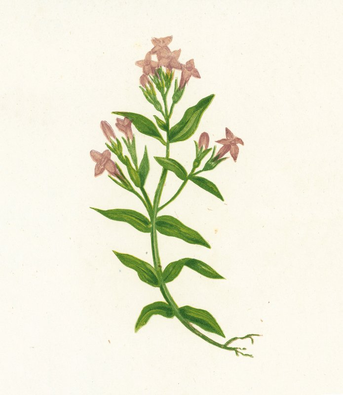 Field Gentian，Gentiana Campestris 作者 英语学校
