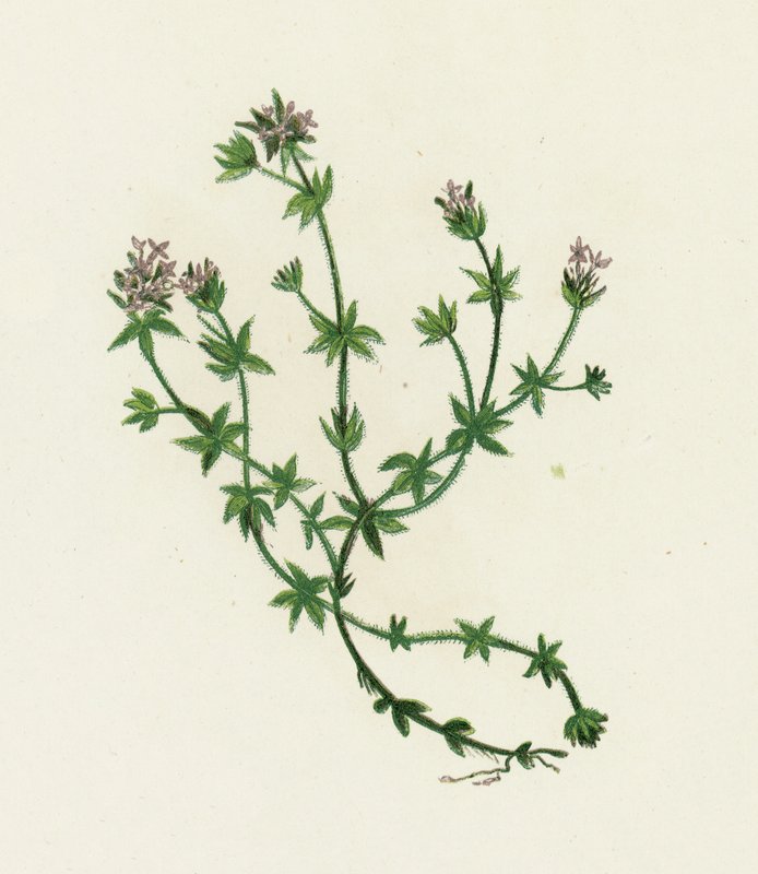 Field Madder，Sherardia Arvensis 作者 英语学校