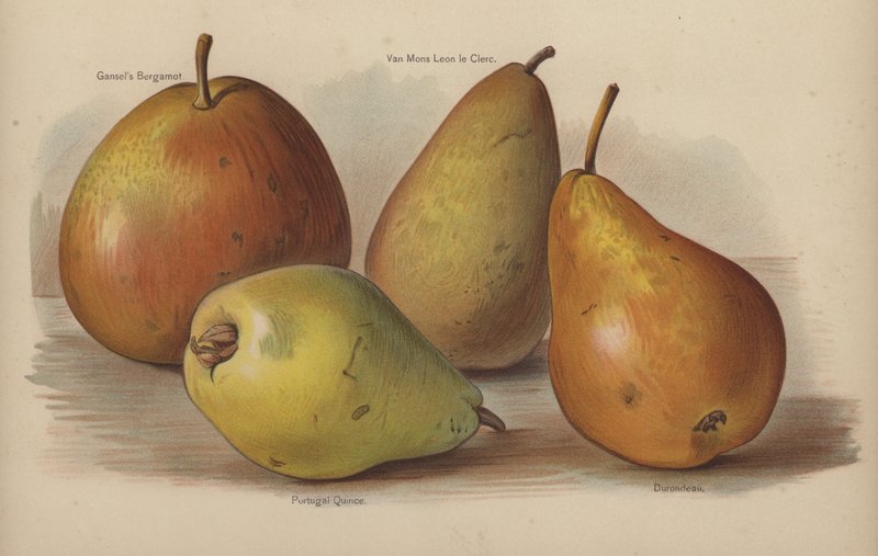 Gansels Bergamot，Van Mons Leon le Clerc，葡萄牙Quince，Durondeau 作者 英语学校