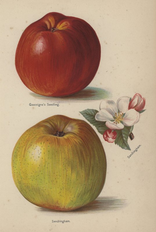 Gascoignes Seedling，Sandringham 作者 英语学校