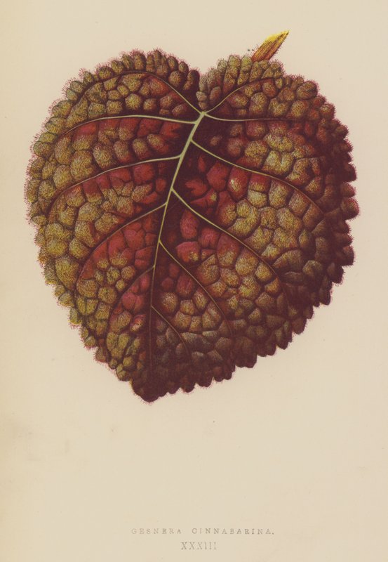 Gesnera Cinnabarina 作者 英语学校