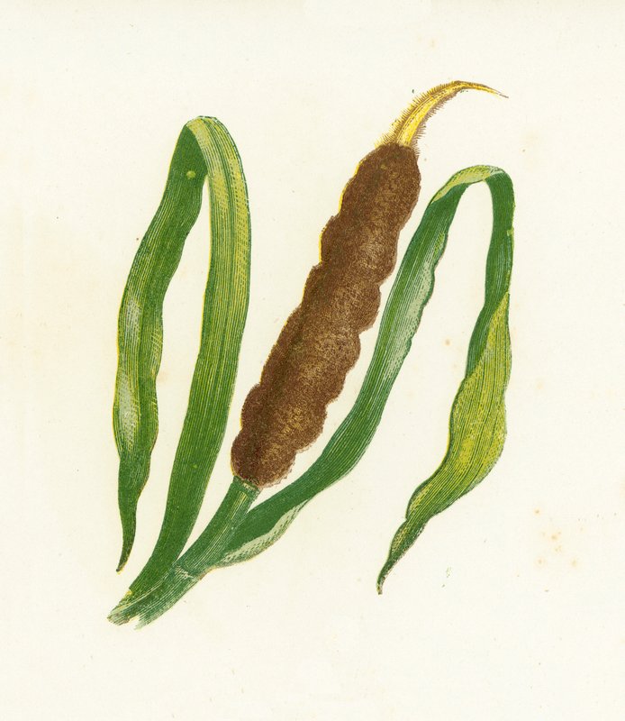 Great Reed-Mace，或Cats-Tail，香蒲Latifolia 作者 英语学校