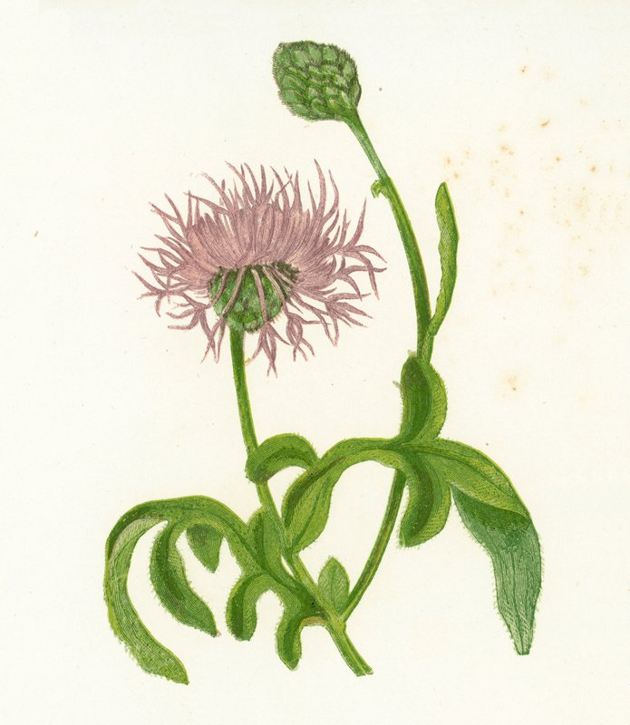 大矢车菊，矢车菊Scabiosa 作者 英语学校