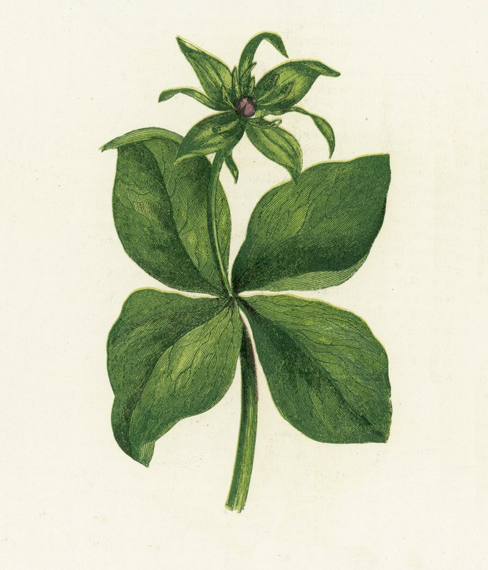 Herb Paris，Paris Quadrifolia 作者 英语学校