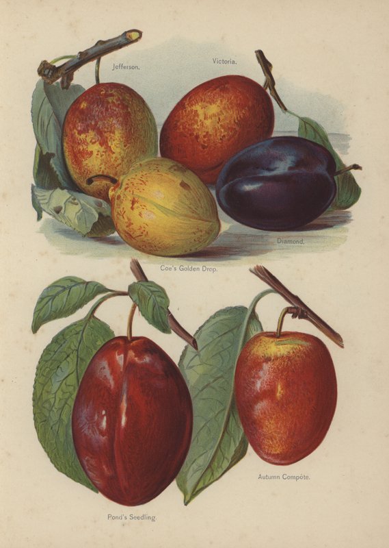 Jefferson，Victoria，Coes Golden Drop，Diamond，Ponds Seedling，Autumn Compote 作者 英语学校