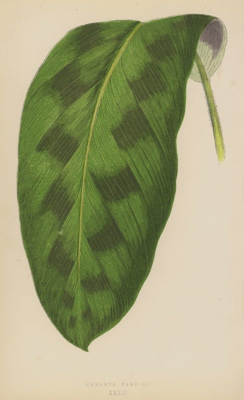 Maranta Pardina 作者 英语学校