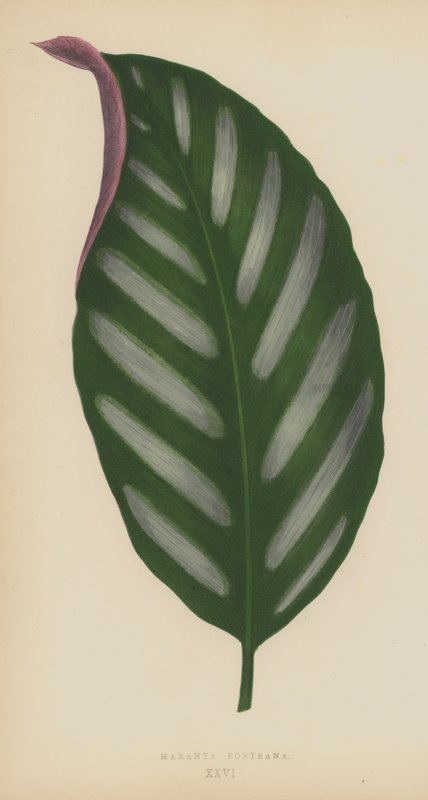 Maranta Porteana 作者 英语学校