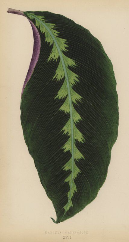 Maranta Warsewiczii 作者 英语学校