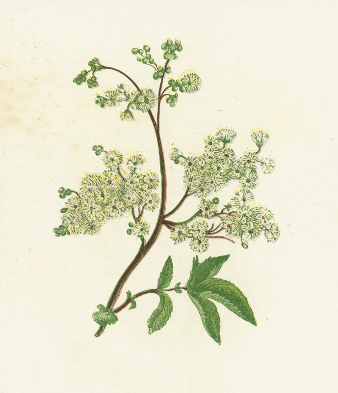 草甸甜，或Dropwort，绣线菊Ulmaria 作者 英语学校