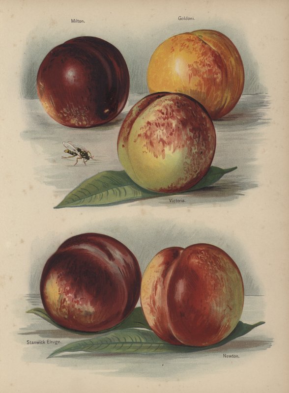 Milton，Goldoni，Victoria，Stanwick Elruge，Newton 作者 英语学校