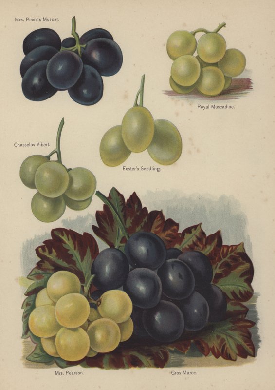 Pinces Muscat女士，Royal Muscadine，Chasselas Vibert，Fosters Seedling，Pearson夫人，Gros Maroc 作者 英语学校