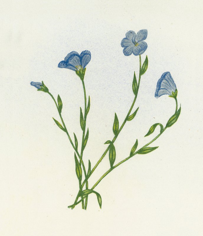 狭窄的苍白亚麻，Linum Angustifolium 作者 英语学校