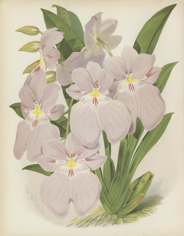 Odontoglossum Vexillarium 作者 英语学校