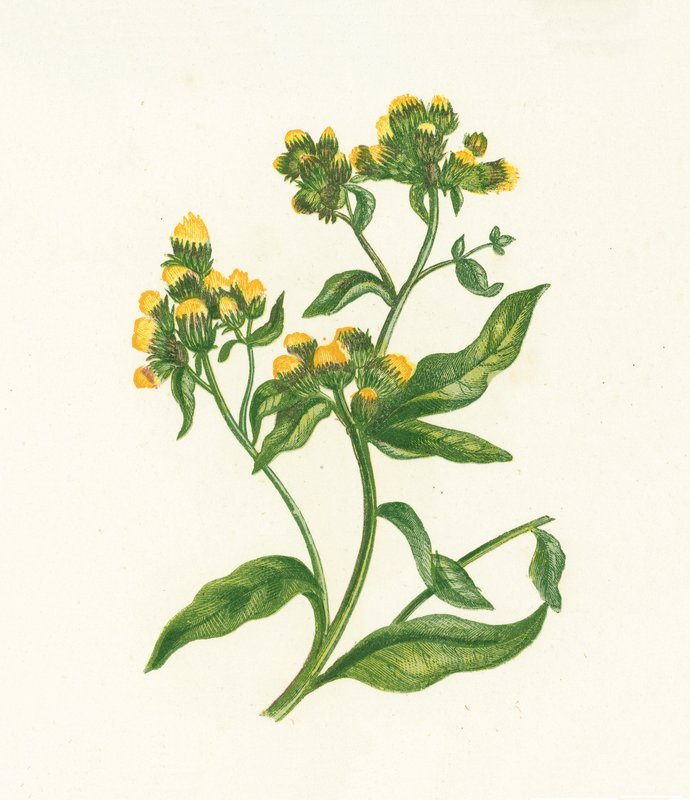 Ploughmans Spikenard，Inula Conyza 作者 英语学校