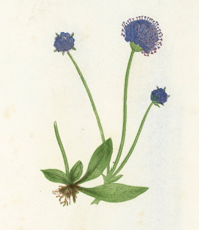 Premorse Scabious，华北蓝succisa 作者 英语学校