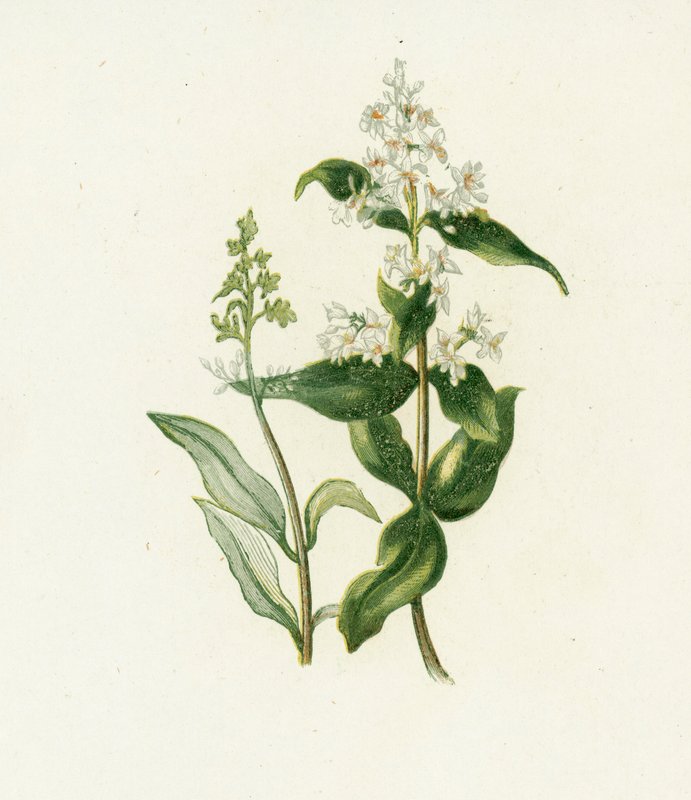 Privet，Ligustrum Vulgare 作者 英语学校
