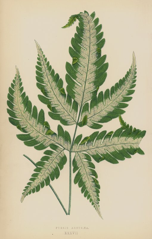 Pteris Argyraea 作者 英语学校