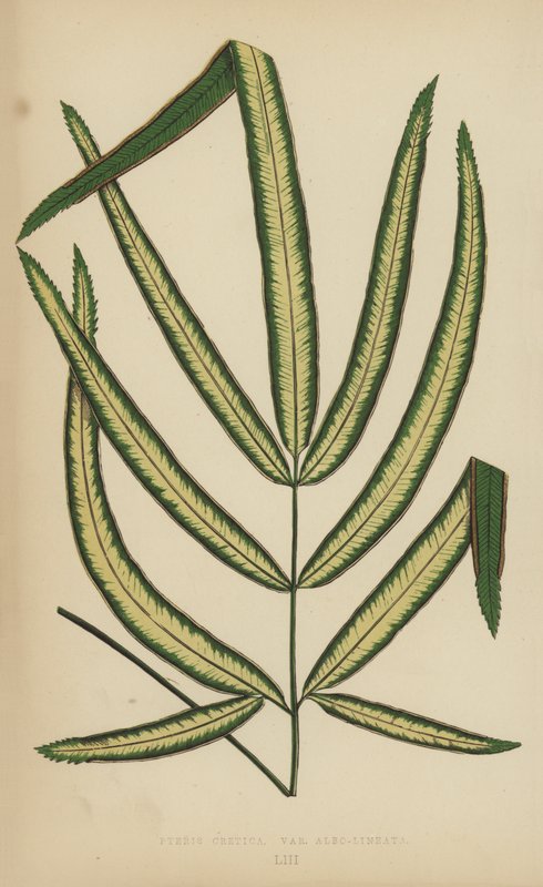Pteris Cretica，品种Albo-Lineata 作者 英语学校