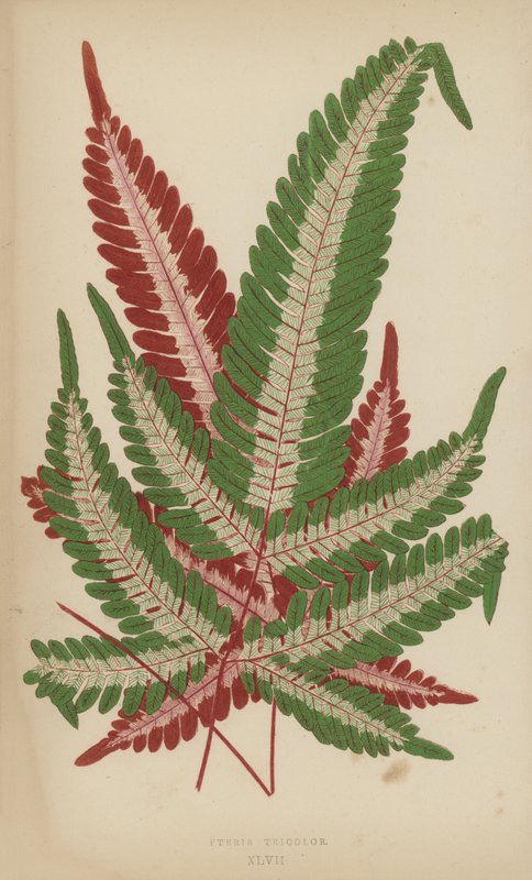 Pteris三色 作者 英语学校
