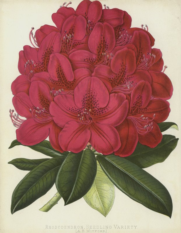 杜鹃花，幼苗品种，AB Mitford 作者 英语学校