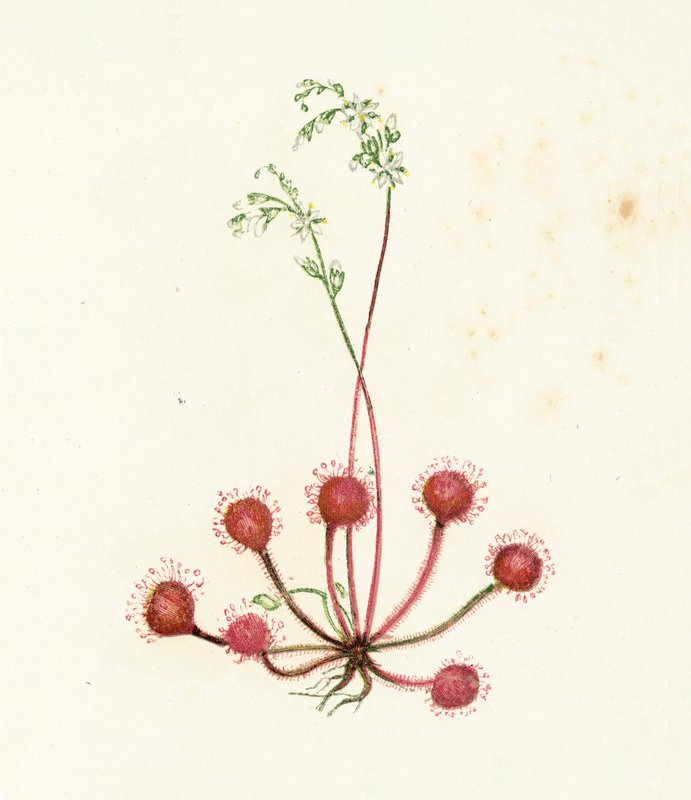 圆叶茅膏菜，茅膏菜属植物Rotundifolia 作者 英语学校