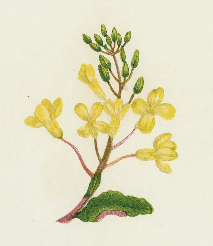 海白菜，Brassica Oleracea 作者 英语学校