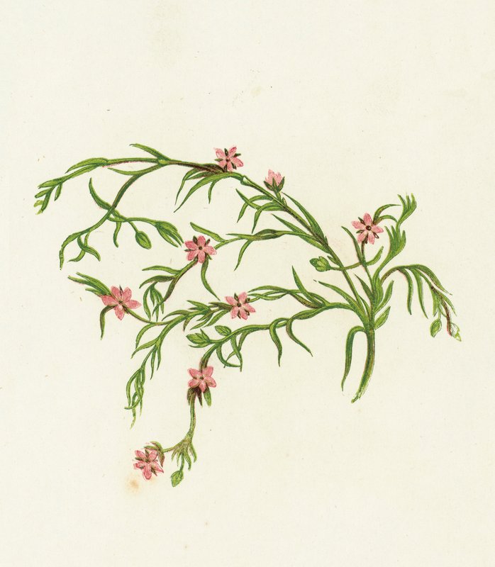 海Spurrey Sandwort，Arenaria小游艇船坞 作者 英语学校
