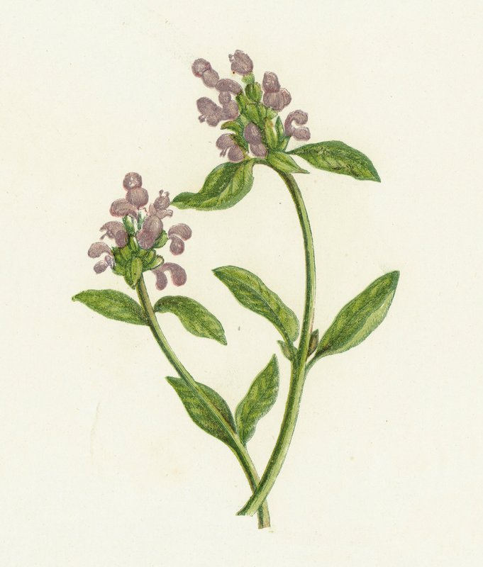自愈，夏枯草（Prunella Vulgaris） 作者 英语学校