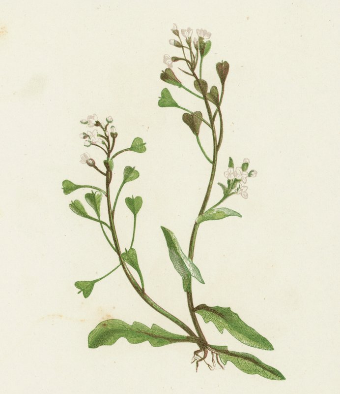 牧羊人钱包，Capsella Bursa-pastoris 作者 英语学校