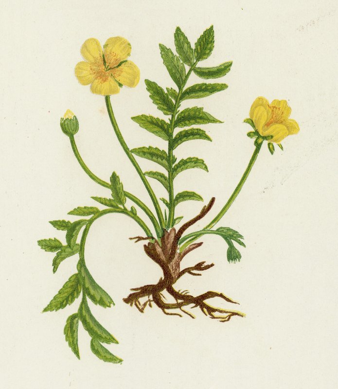 银色杂草，Potentilla Anserina 作者 英语学校