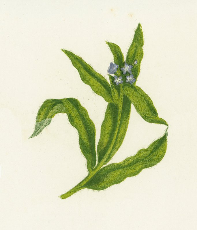 小Bugloss，Lycopsis Arvensis 作者 英语学校