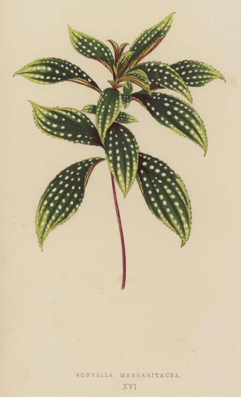 Sonerila Margaritacea 作者 英语学校
