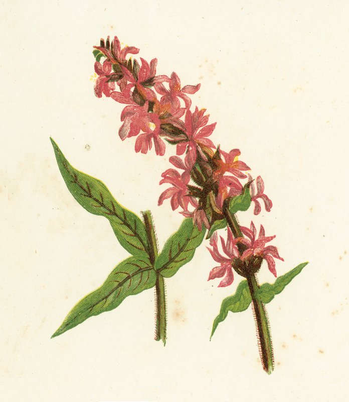 尖刺的紫色珍珠菜，千屈菜属Salicaria 作者 英语学校