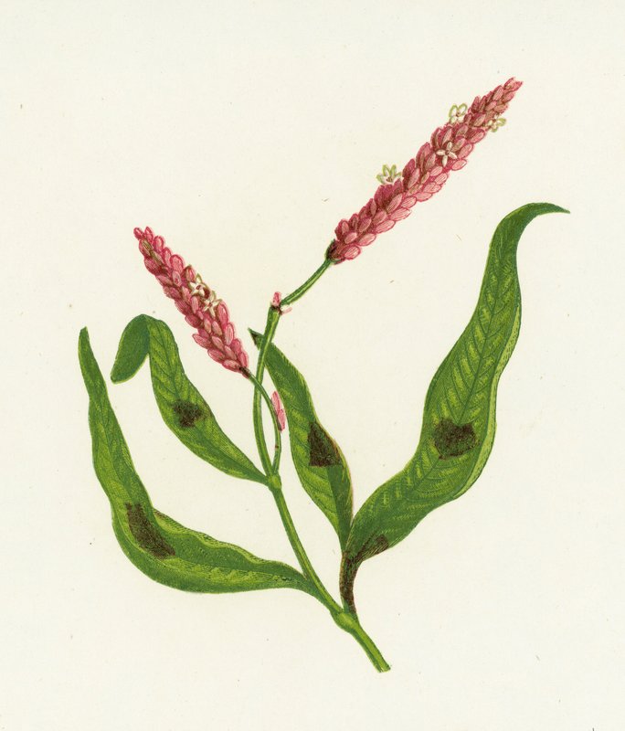 斑点Persicaria，Polygonum Persicaria 作者 英语学校