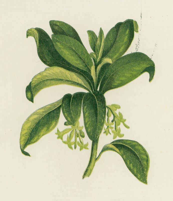 Spurge Laurel，Daphne Laureola 作者 英语学校