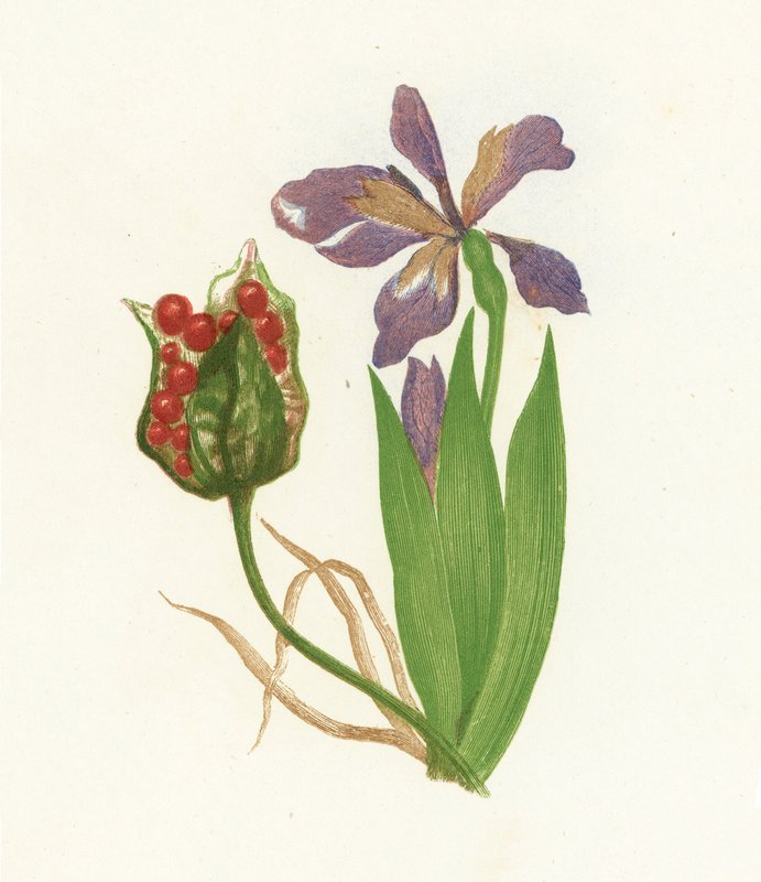 臭Iris，Iris Foetidissima 作者 英语学校