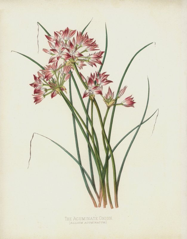 Acuminate Onion，Allium Acuminatum 作者 英语学校