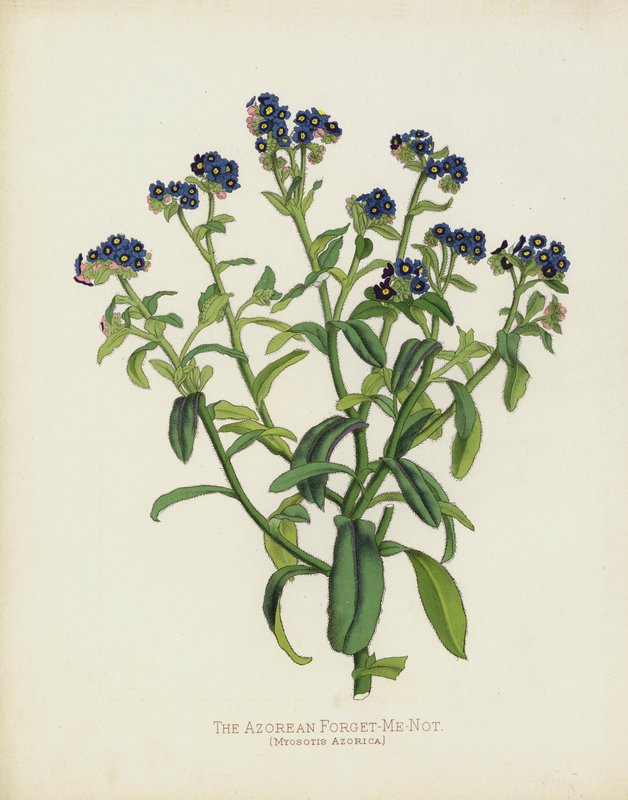 Azorean Forget-Me-Not，Myosotis Azorica 作者 英语学校