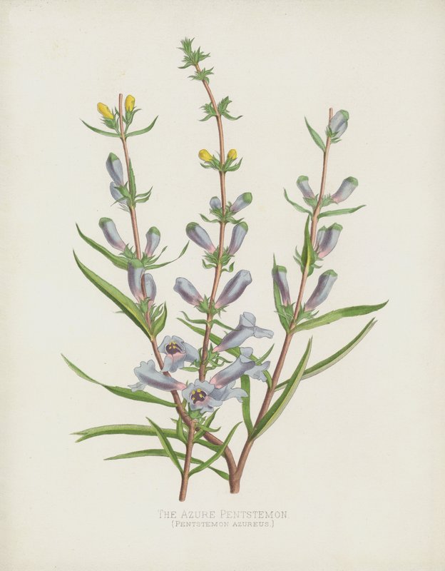 Azure Pentstemon，Pentstemon Azureus 作者 英语学校