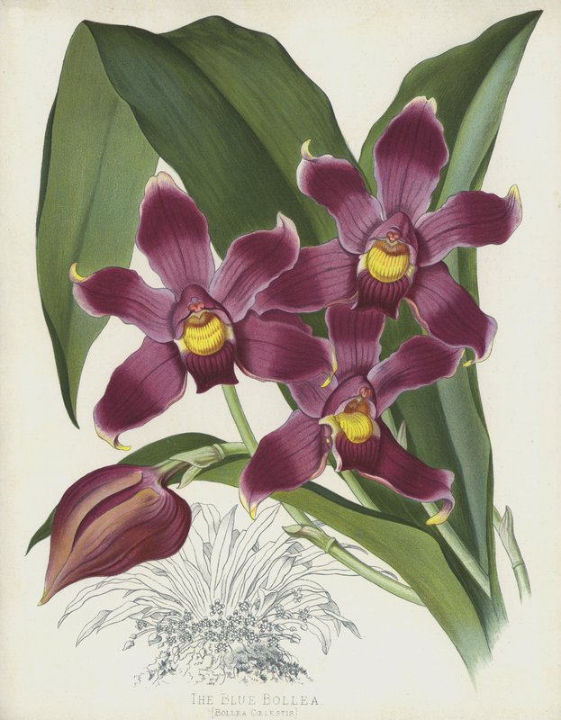 蓝Bollea，BolleaCælestis 作者 英语学校