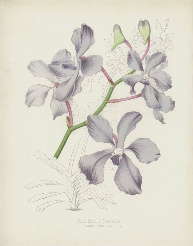 The Blue Vanda，Vanda Coerulea 作者 英语学校