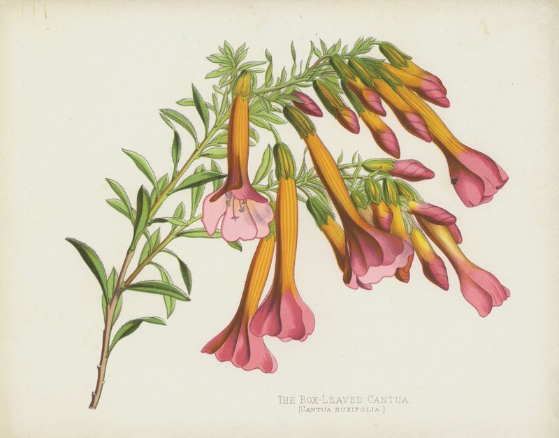 Box-Leaved Cantua，Cantua Buxifolia 作者 英语学校