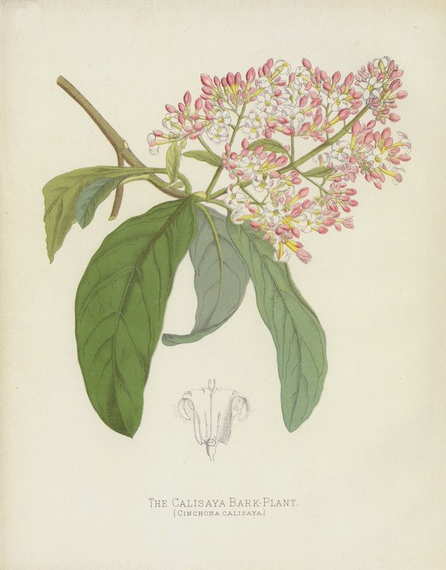 Calisaya树皮厂，Cinchona Calisaya 作者 英语学校