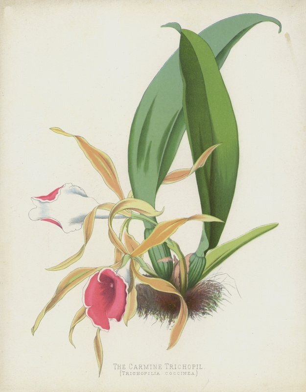 胭脂红Trichopil，Trichopilia Coccinea 作者 英语学校